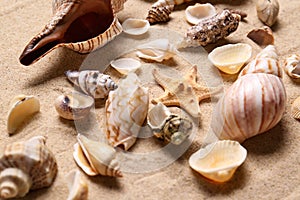 Beautiful seashells and starfish on beach sand  closeup. Summer vacation