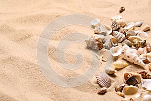 Beautiful seashells and starfish on beach sand, space for text. Summer vacation