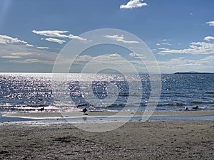 Beautiful seashore with Bulgarian seagulls