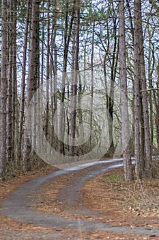 Beautiful season in the forest, mountain path, road with trees, autumn leaves