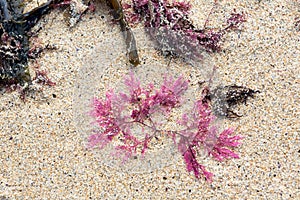 Beautiful seaweed