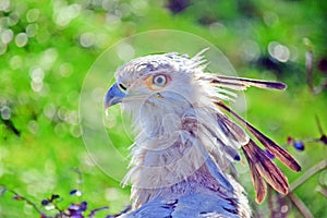 Beautiful Secretary Bird Head Portratit Closeup