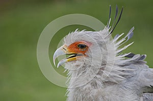 Beautiful Secretary Bird profile picture