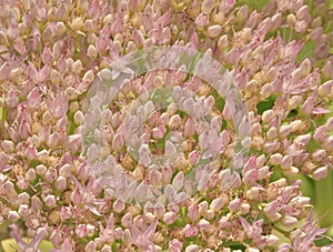 beautiful sedum flowers