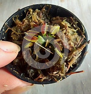 beautiful seedling of Venus flytrap carnivorous plant growing from a leaf in a vase in my garden