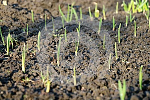 A beautiful seedling of wild grass in ground