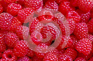 A beautiful selection of freshly picked ripe red raspberries.