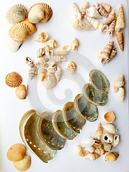 Beautiful selection of unusual seaside shells