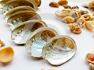 Beautiful selection of unusual seaside shells