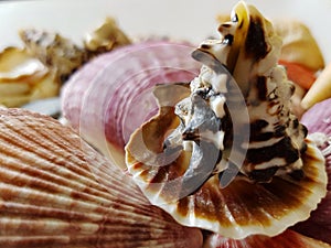 Beautiful selection of unusual seaside shells