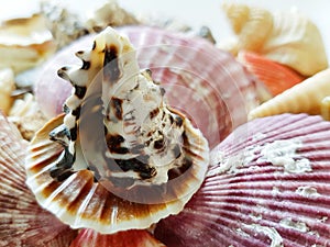 Beautiful selection of unusual seaside shells