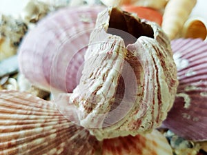 Beautiful selection of unusual seaside shells