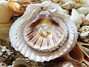 Beautiful selection of unusual seaside shells