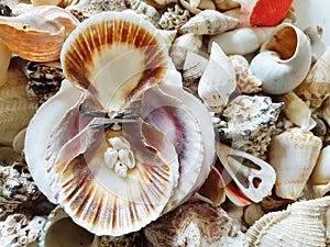 Beautiful selection of unusual seaside shells