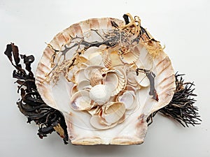 Beautiful selection of unusual seaside shells & seaweed