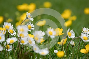 Beautiful selective focus shot of daisies and yellow buttercup flowers in the green grass.