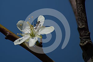 Beautiful selective focus shot of an isolated cherry blossom flower with a black ant on it