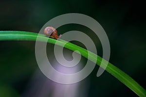Beautiful selective focus shot of a tiny brown snail on a grass blade