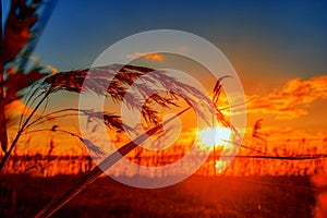 Beautiful selective focus shot of a wheat spike with a breathtaking sunset on the background