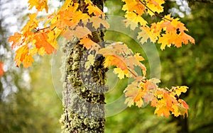 Beautiful selective focus shot of yellow autumn leaves and a mossy tree trunk