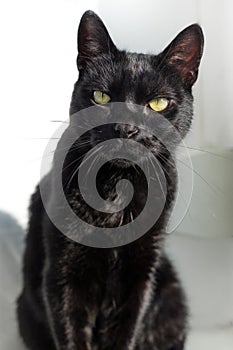 Beautiful selective shot of a black cat with green eyes looking directly into the camera