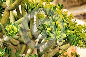 Beautiful Senecio Anteuphorbium flowers in the garden