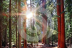 Beautiful sequoia photo