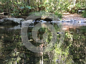 Beautiful Serene water with reflections of surrounding trees