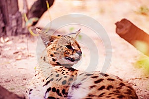 Beautiful serval cat