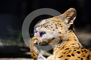 beautiful serval cat