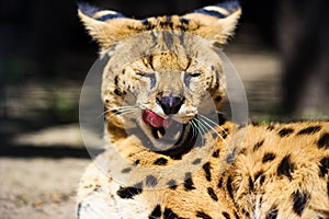 beautiful serval cat