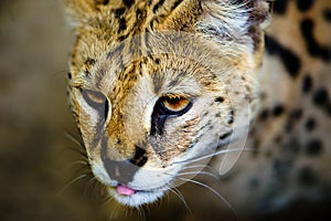 beautiful serval cat