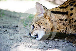 beautiful serval cat