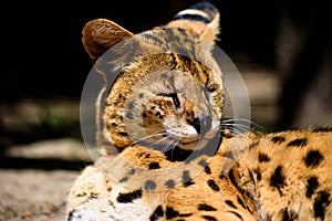 beautiful serval cat