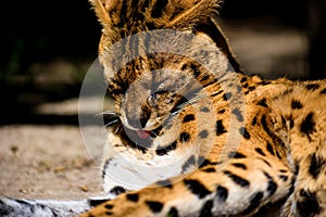 beautiful serval cat