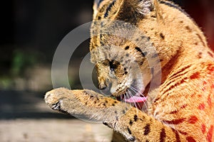 beautiful serval cat