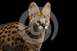 Beautiful Serval Cat in Studio Isolated on Black Background