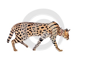 Beautiful serval, Leptailurus serval