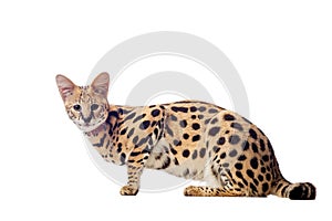 Beautiful serval, Leptailurus serval