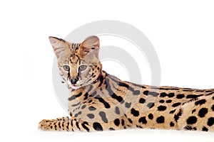 Beautiful serval, Leptailurus serval