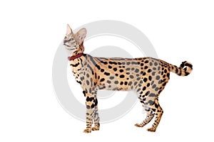 Beautiful serval, Leptailurus serval