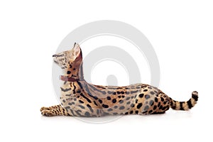 Beautiful serval, Leptailurus serval