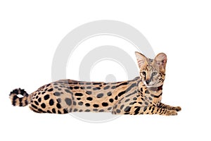 Beautiful serval, Leptailurus serval