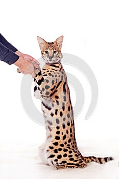 Beautiful serval, Leptailurus serval