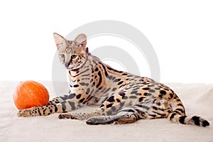 Beautiful serval, Leptailurus serval