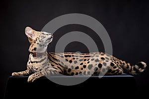 Beautiful serval, Leptailurus serval