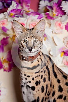 Beautiful serval, Leptailurus serval