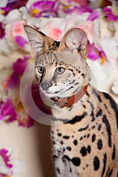 Beautiful serval, Leptailurus serval