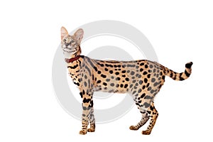 Beautiful serval, Leptailurus serval