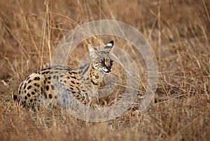 Beautiful Serval Wild Cat during dusk photo